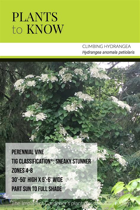 Plant to know: Climbing hydrangea | The Impatient Gardener