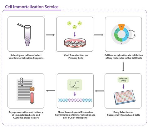 Cell Immortalization Kits Itsbio