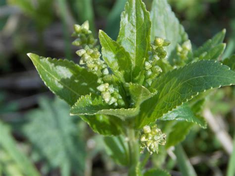 Dogs Mercury Mercurialis Perennis British Nature Guide