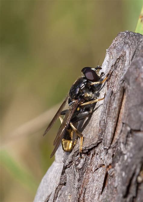 Муха-золотая_попа - Diptera - Macroclub.org
