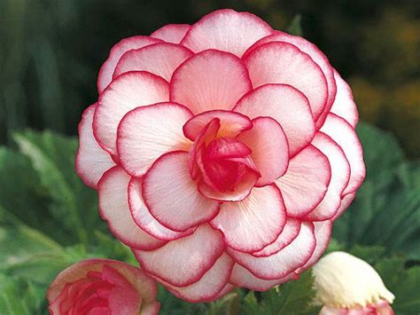 10 Begonia Flower Seeds Bulb - Begonia Tuberosa Double Color - First ...