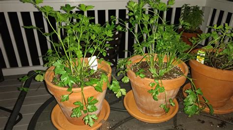 Some parsley stems are droopy. Is it normal? : r/plantclinic