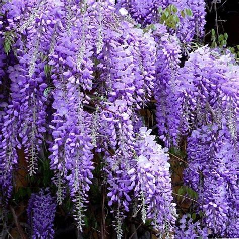 Glicină Salcâm Albastru Wisteria Sinensis