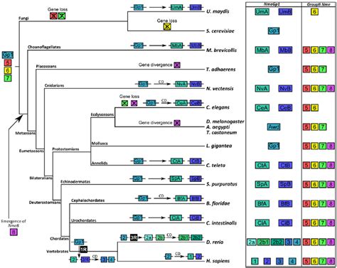 Schematic Depiction Of Nme Genes Evolution In Opisthokonts The Gene