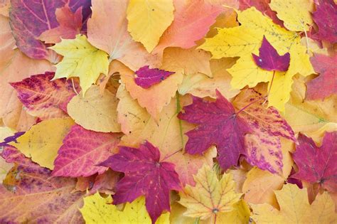 Download free photo of Autumn leaves,colorful leaves,fall leaves ...