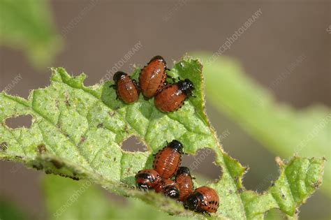 Colorado Potato Beetle larvae - Stock Image - F031/2625 - Science Photo Library