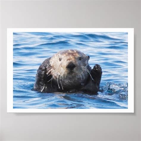 Sea Otter Poster