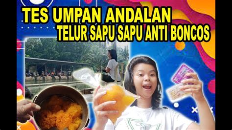 Umpan Mewah Galatama Lele Telor Sapu Sapu Anti Boncos Youtube