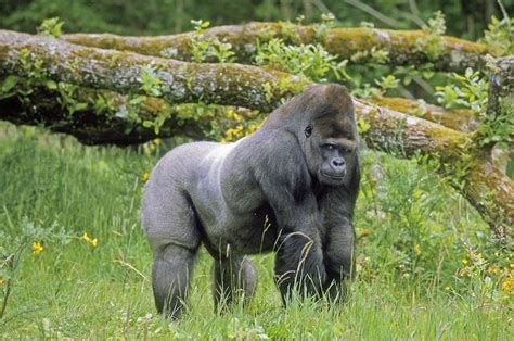 All 5 Different Types Of Gorillas In Africa With Photos Wildlifetrip