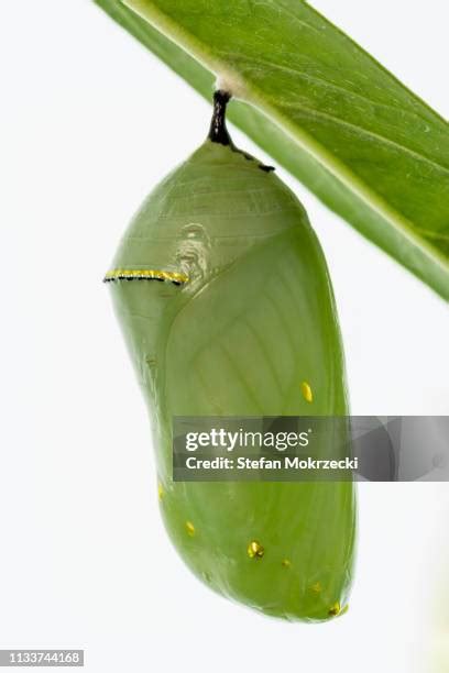 Butterfly Rebirth Photos and Premium High Res Pictures - Getty Images