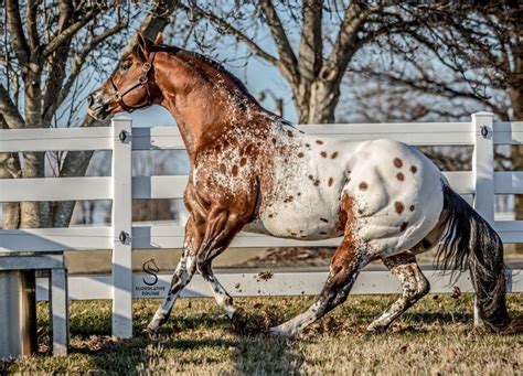 Appaloosa - Description of the Breed