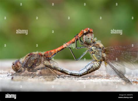 Pair Of Mating Dragonflies Hi Res Stock Photography And Images Alamy