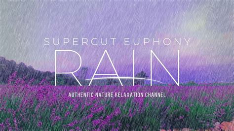 Purple Rain Symphony Calming ASMR Sounds In Enchanting Lavender Field