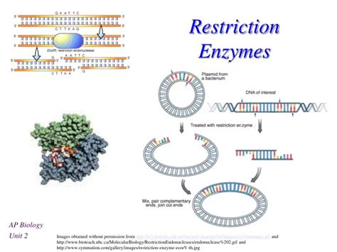 PPT - Restriction Enzymes PowerPoint Presentation, free download - ID ... 