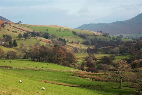 Field And Trees In Countryside Cumbria Uk Digital Art By Glyn Thomas