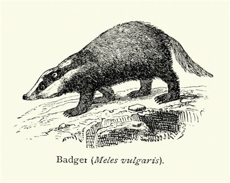 Royalty Free Badger Clip Art, Vector Images & Illustrations - iStock