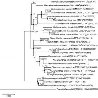 Neighbor Joining Nj Phylogenetic Analysis Based On The S Rrna Gene