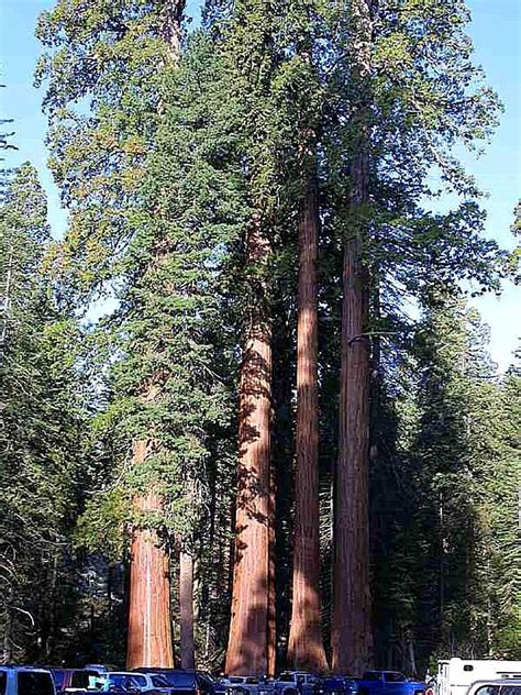 Free picture: sequoia, tree