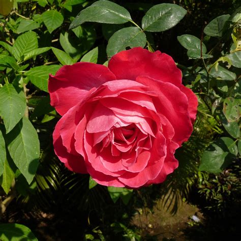 Blaze Improved Climbing Roses For Sale