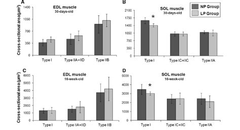 Cross Sectional Area CSA Of EDL A C And SOL B D Muscle Fibers