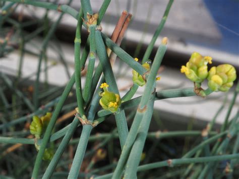 Ephedra Fragilis Desf Plants Of The World Online Kew Science