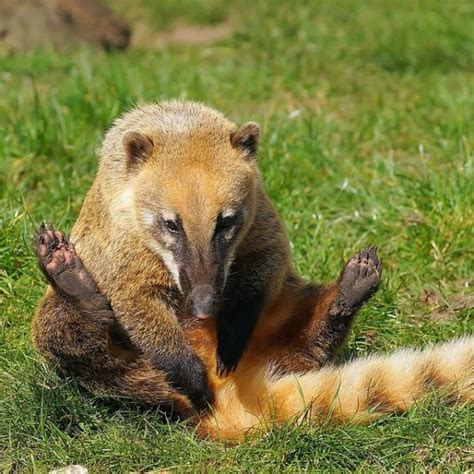 Coatí: What is it?, Types, Food, Care and more