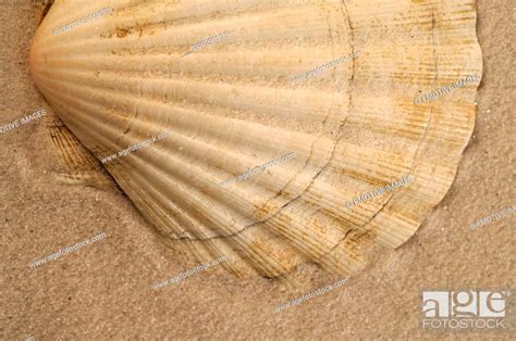 Sea Shell In The Sand Stock Photo Picture And Royalty Free Image Pic