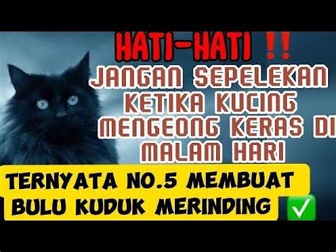 Jangan Sepelekan Jika Kucingmu Terus Menerus Mengeong Dimalam Hari