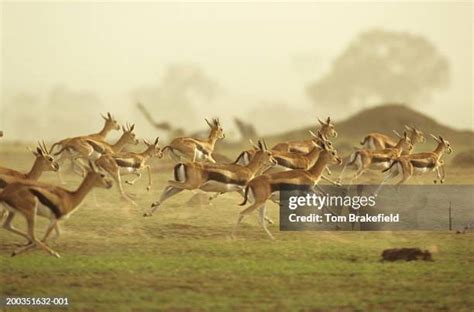 640 Gazelle Running Stock Photos, High-Res Pictures, and Images - Getty ...