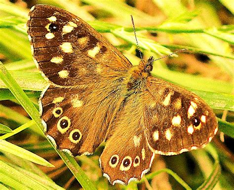 Butterfly Speckled Wood Martin Gresty Flickr