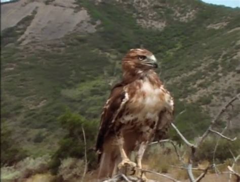 Birds of Prey - GetOutdoorsTV