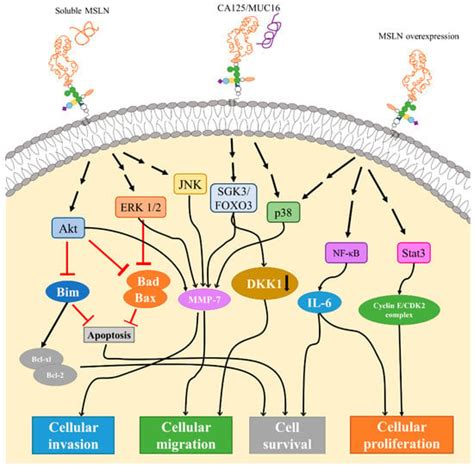 Cancers Free Full Text Mesothelin An Immunotherapeutic Target