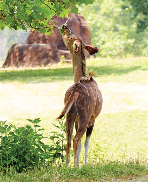 A Ride on the Wild Side at the NC Zoo | Our State