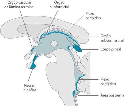 Barreira Hematoencef Lica E Hematoliqu Rica Anatomia Papel E Caneta