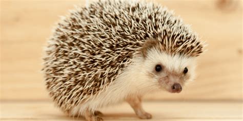 Hedgehog Colors: A Guide to Understanding and Recognizing the Different ...