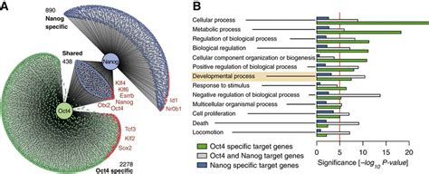 Biological Function Of Oct4 And Nanog Transcriptional Targets A Download Scientific Diagram