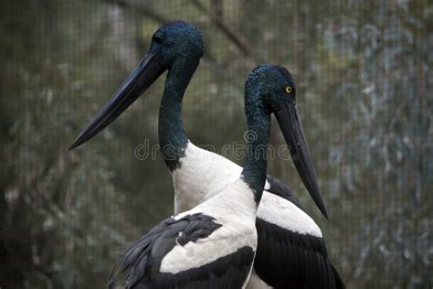 The Male And Female Blacked Necked Storks Have Different Colored Eyes