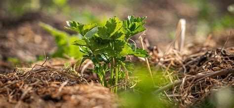 Celery Stalk In Ground