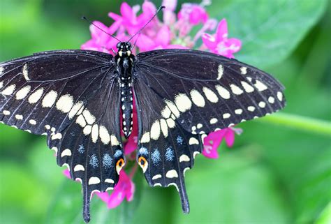 Black Swallowtail Butterfly Photograph by Jean Haynes | Pixels