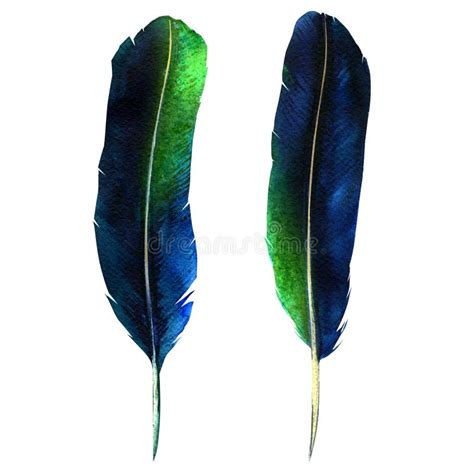 Dos Plumas Oscuras Sistema Vibrante De La Pluma Dise O De La Mosca