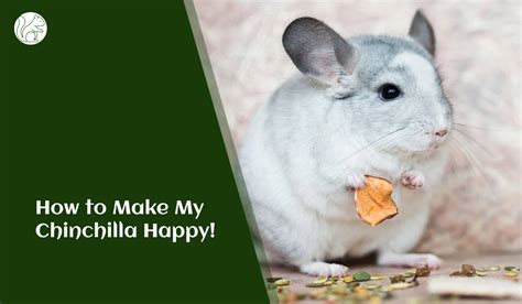 How to Make My Chinchilla Happy: A Comprehensive Guide - Rodents Info