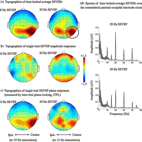 Basic Characteristics Of The SSVEP Responses Ac Topographies Of The