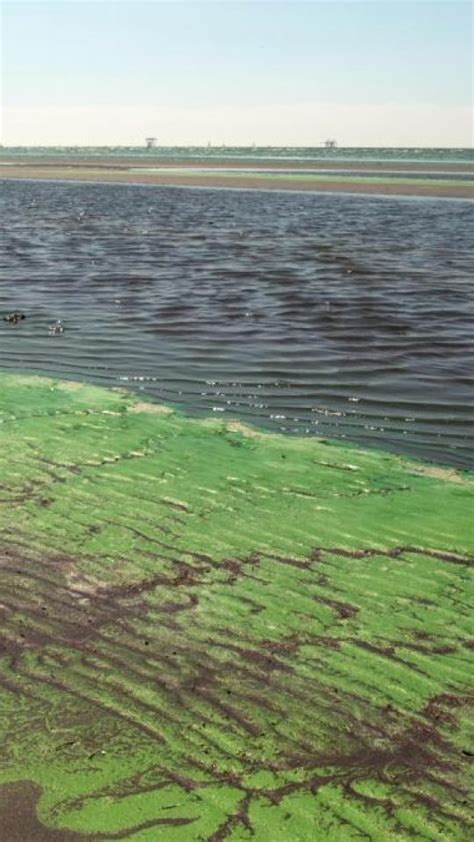 Cinco Lagunas Bonaerenses En Alerta Roja Por La Presencia De