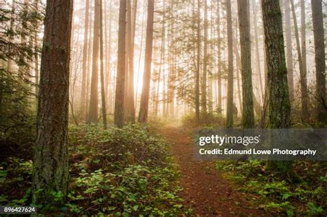 1440 Salish Sea Stock Photos High Res Pictures And Images Getty Images