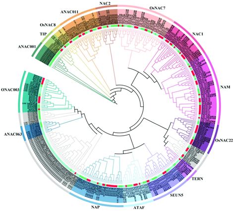 Phylogenetic Analysis Of The Nac Proteins Of Arabidopsis Rice And D