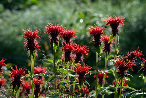 Perennial Flowers Michigan Sun | Best Flower Site