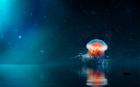 ultra hd jellyfish wallpaper