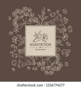 Background Asafoetida Plant Asafoetida Powder Flowers Stock Vector ...