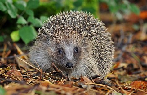 European Hedgehog Facts, Habitat, Diet, Life Cycle, Baby, Pictures