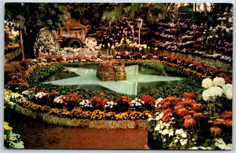 Chrysanthemum Display Jewel Box Forest Park St Louis Missouri